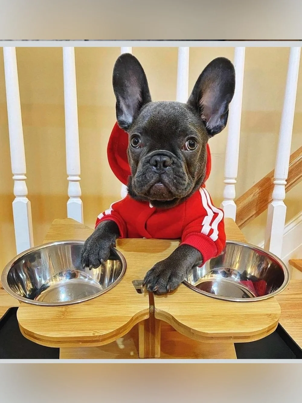 🐶🥣 NibbleyPets Elevated Dog Bowl Stand with Stainless Steel Bowls – 3-Piece Set